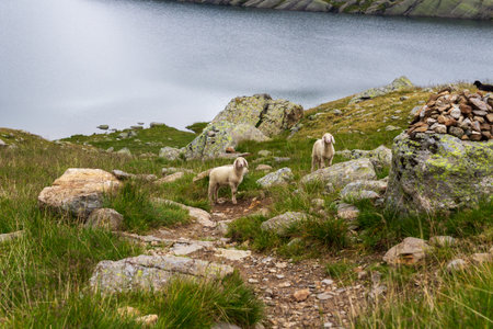 Two sheep in front of lake Langsee (Spronser lakes) in the mountains in Texel group, South Tyrol, Italyの写真素材