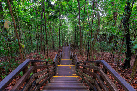 Boardwalk with stairs through rainforest near MacRitchie Reservoir in Central Catchment Nature Reserve, Singaporeの写真素材