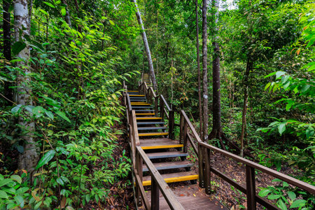 Boardwalk with stairs through rainforest near MacRitchie Reservoir in Central Catchment Nature Reserve, Singaporeの写真素材