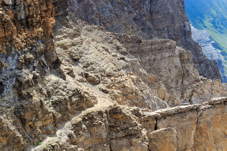 Herd of Alpine ibex goats standing on rocks in the mountains of Swiss Alps, Switzerlandの写真素材