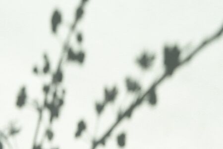 hello spring concept blurry shadow of cherry blossom on blue backgroundの写真素材