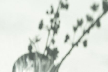 hello spring concept blurry shadow of cherry blossom in a vase on blue backgroundの写真素材