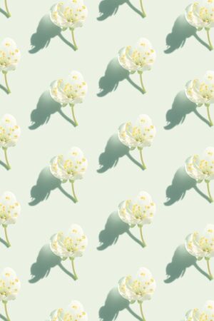 cherry blossoms with shadow pattern on mint background verticalの写真素材