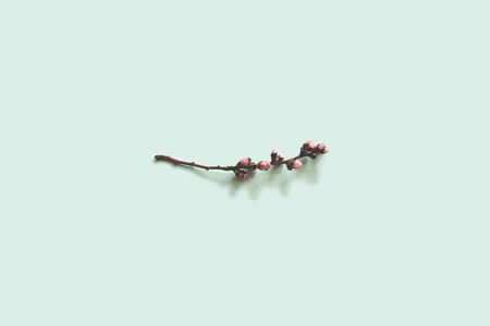 hello spring concept blooming peach branch on blue backgroundの写真素材