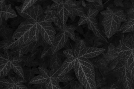 dark black monochrome ivy background low keyの写真素材
