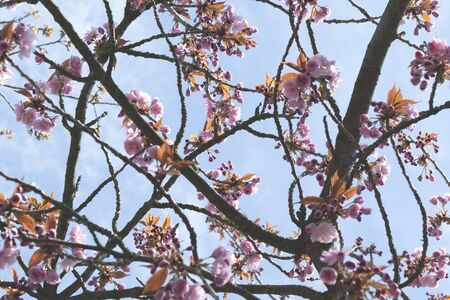 pattern of branches of blooming pink peach tree with sky as background spring beautiful backdrop for...
