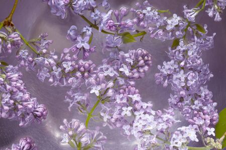 lilac flowers floating in the water toned purpleの写真素材