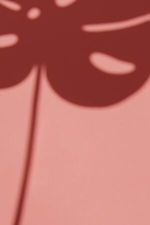 monstera leaf shadow on pink background perfect template for your projectの写真素材