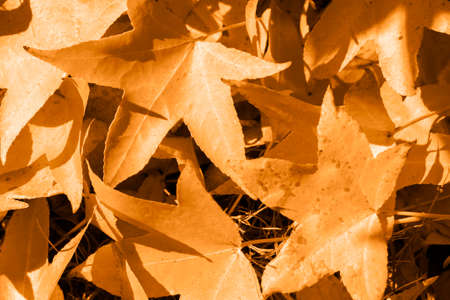 autumn leaves pattern toned trendy color marigold brown vertical background