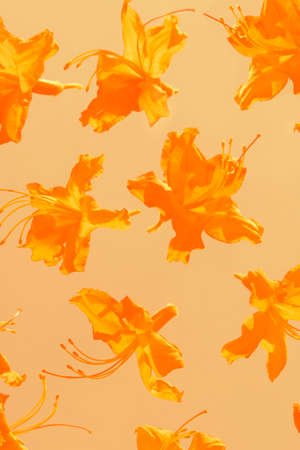 Lush lava orange color exotic looking flowers against bright sun on an orange background toned...
