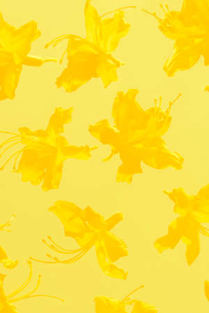 illuminating yellow color exotic looking flowers against bright sun on a pastel yellow background tonedの写真素材
