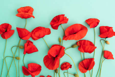 beautiful summer pattern of bright coral red poppies on a light turquoise background open compositionの写真素材