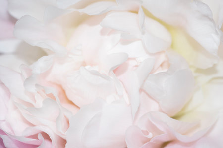 macro detail of a pink peony flower with selective focus for your projectの写真素材