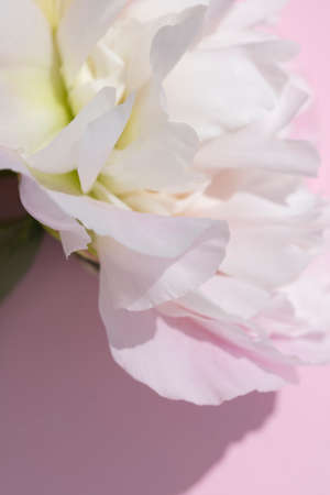 close up of light pink peony flower head on a pastel pink background for your projectの写真素材