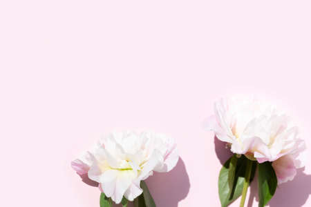 close up of light pink peony flower heads on a pastel pink background for your projectの写真素材
