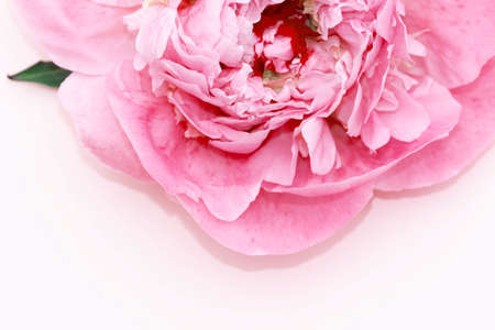 close up macro of peony flower for your projectの写真素材