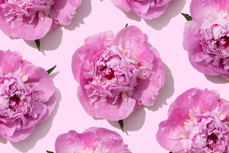 bright pink peonies pattern on a pastel pink background for your summer projectの写真素材