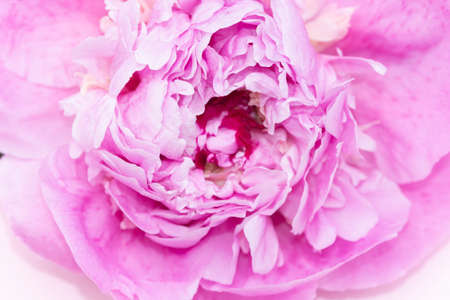 close up macro of peony flower for your projectの写真素材
