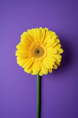 highlighter yellow gerbera on a bold purple backgroundの素材