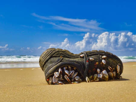 old shoe washed ashore laced with mussels