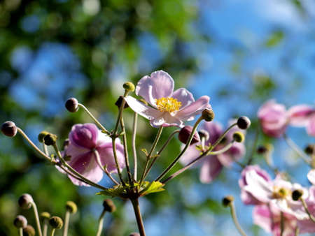blooming flowersの写真素材