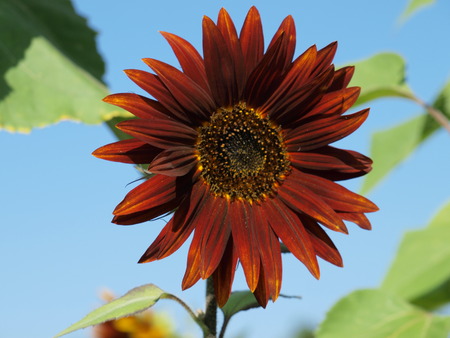 Dunkle Sonnenblumeの写真素材