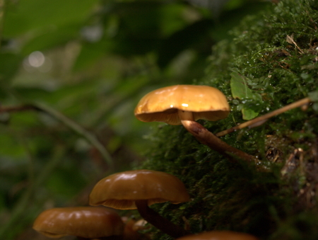 Kleiner brauner Pilzの写真素材