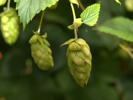 Hopfen im Garten