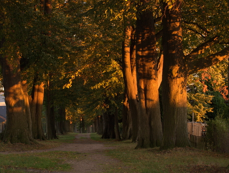 Allee im Herbstの写真素材