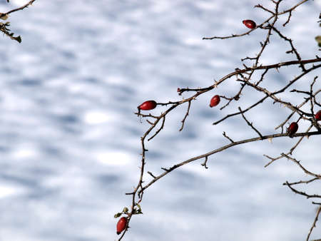 Hagebutten im Winterの写真素材
