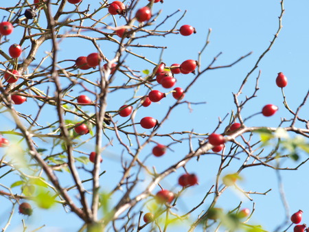 Hagebutten im Herbstの写真素材
