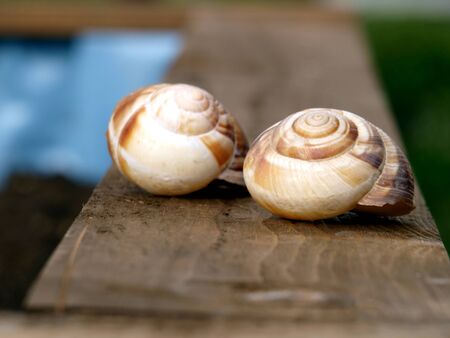 Schneckenhaus auf Holzの写真素材