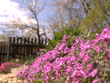 Flower carpet in the gardenの写真素材