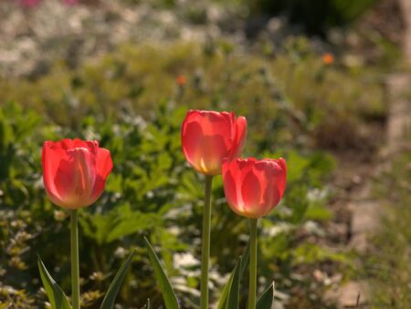 Tulpe mehrfarbiの写真素材