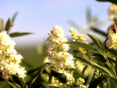 White Garden flower in sunlightの写真素材