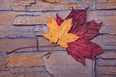 red yellow colorfull autumn leaves in a stone wallの写真素材