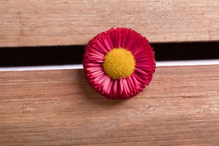 natural red daisy  spring flower の写真素材