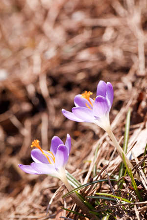 purple crocus flower outdoor in a park