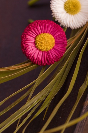 white and red daisy flower with leavesの写真素材