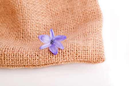 blue blossom of  hyacinth  flower の写真素材