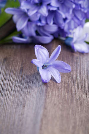 blue blossom of  hyacinth  flower on wooden backgroundの写真素材
