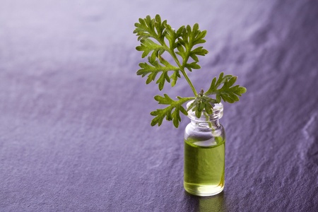 wormwood herb essence natural medicineの写真素材