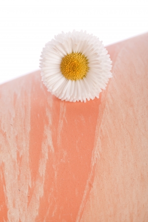 white and red daisy flower の写真素材