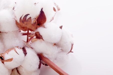 white soft cotton plantの写真素材