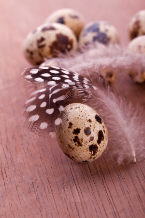 brown white delicious quail eggs and feather の写真素材