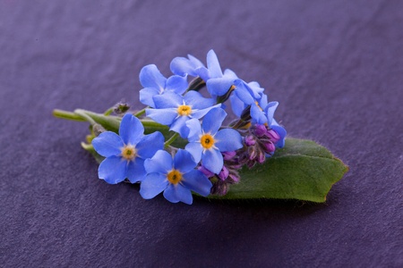 blue myosotis forget me not flower の写真素材