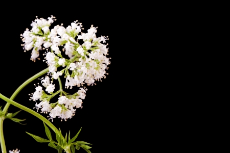 white valerian herb plant  blossomの写真素材