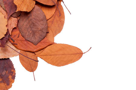 red brown isolated autumn leavesの写真素材