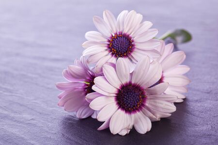 marguerite daisy flower on dark background