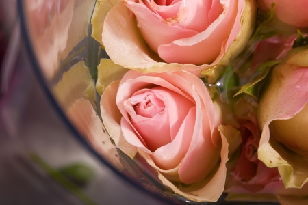 romantic pink rose as a sign of loveの写真素材